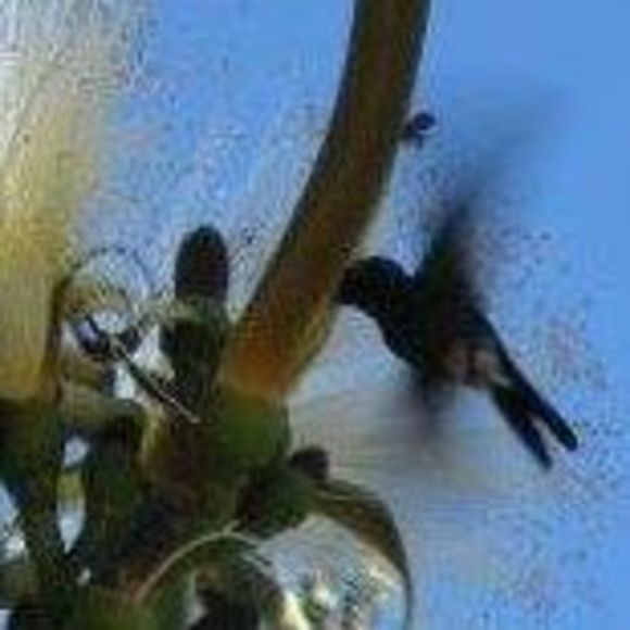 Meet your Posher, Wendy - Picture 1 of 1